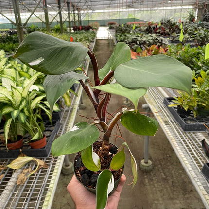 Philodendron 'White Knight'