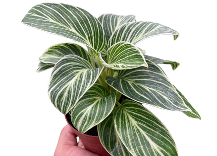Philodendron White Measure
