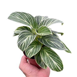 Philodendron White Measure