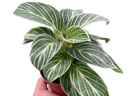 Philodendron White Measure