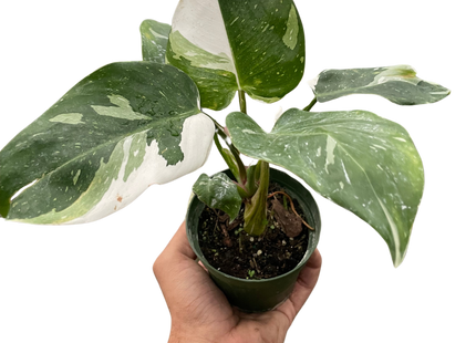 Philodendron 'White Princess'