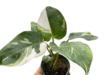 Philodendron 'White Princess'