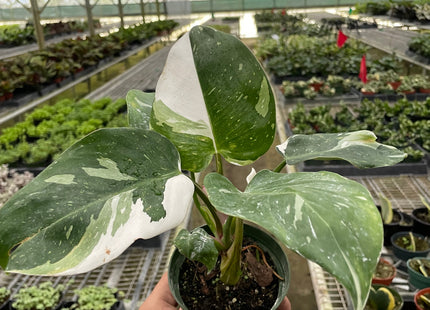 Philodendron 'White Princess'