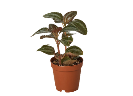 Pilea 'Bronze'