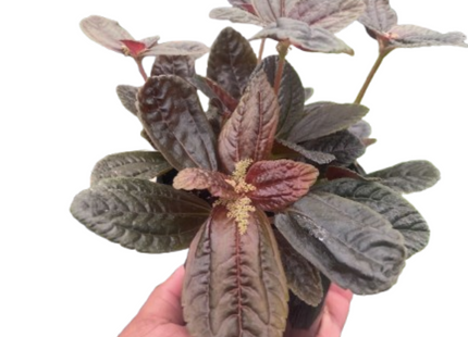 Pilea 'Chocolate'