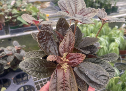 Pilea 'Chocolate'