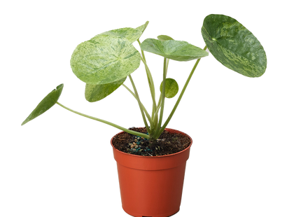 Pilea 'Mojito'