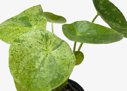 Pilea 'Mojito'