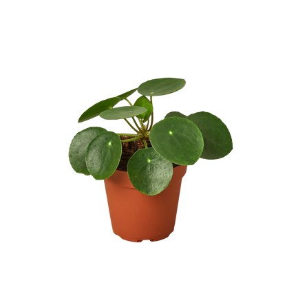 Pilea Peperomioides 'Chinese Money'