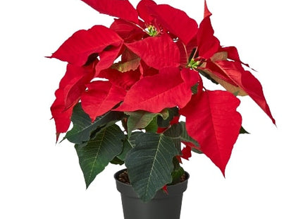 Poinsettia 'Red'