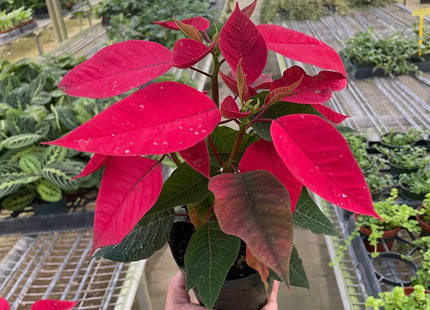 Poinsettia 'Red'