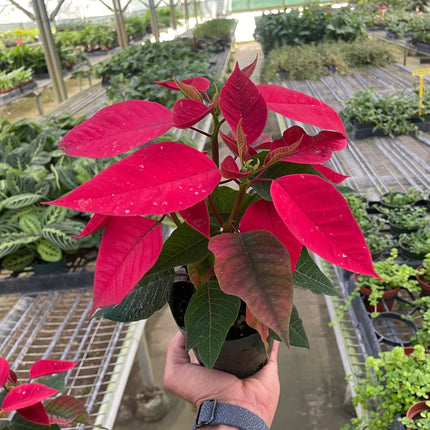 Poinsettia 'Red'