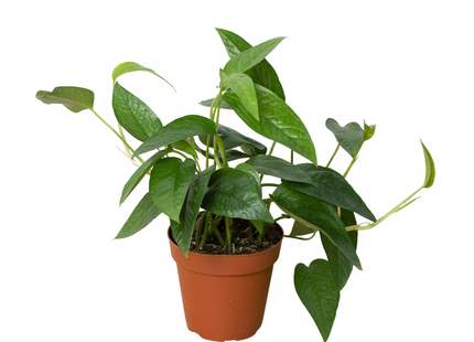 Pothos 'Cebu Blue'