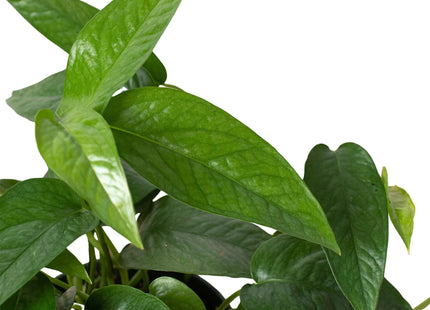 Pothos 'Cebu Blue'