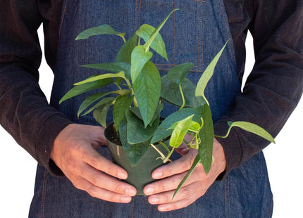 Pothos 'Cebu Blue'