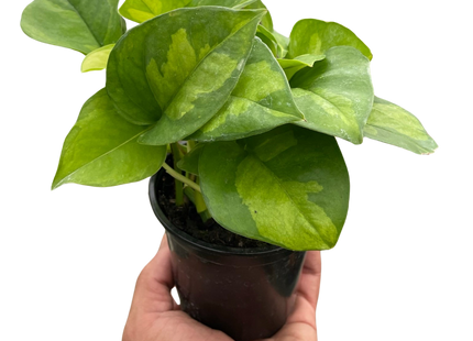 Pothos 'Global Green'