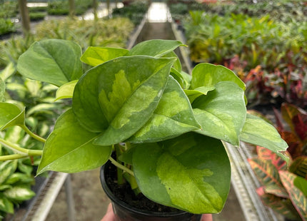 Pothos 'Global Green'