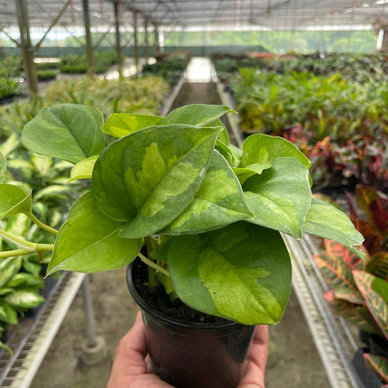 Pothos 'Global Green'