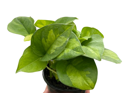 Pothos 'Global Green'