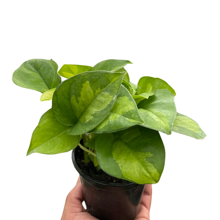 Pothos 'Global Green'