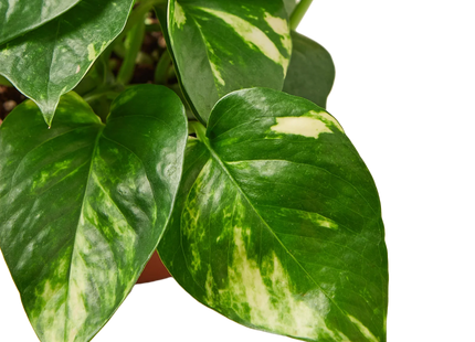 Pothos 'Golden'