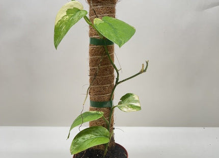 Pothos Jade Satin Albo