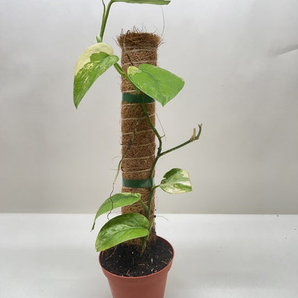 Pothos Jade Satin Albo