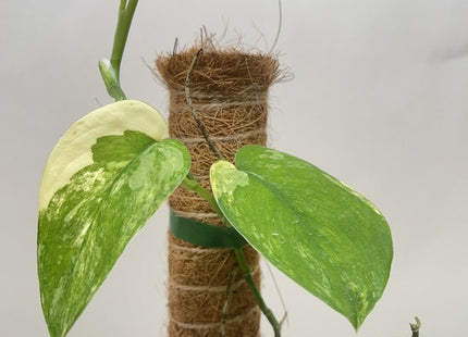 Pothos Jade Satin Albo