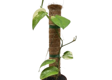 Pothos Jade Satin Albo