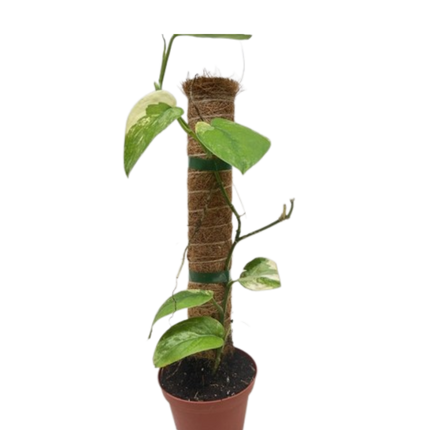 Pothos Jade Satin Albo