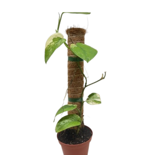 Pothos Jade Satin Albo