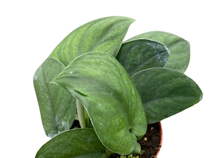 Pothos Jade Satin