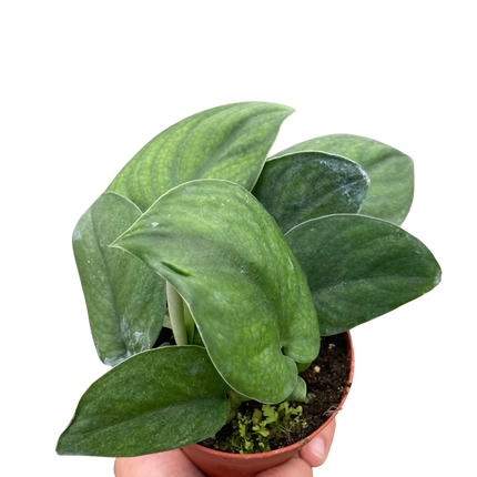 Pothos Jade Satin