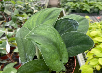 Pothos Jade Satin