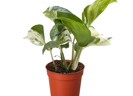 Pothos Manjula