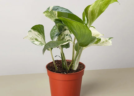 Pothos Manjula