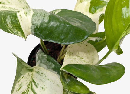 Pothos Manjula