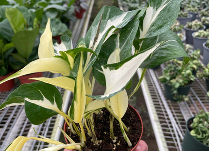 Pothos 'Mutant Manjula'