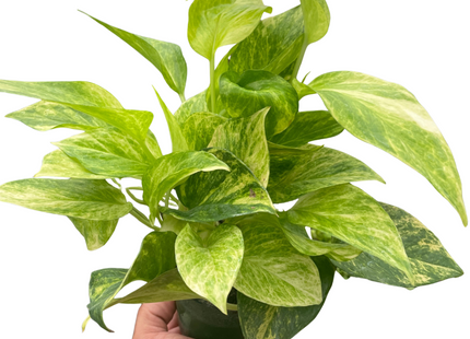 Pothos 'Neon Queen'