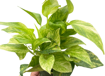 Pothos 'Neon Queen'