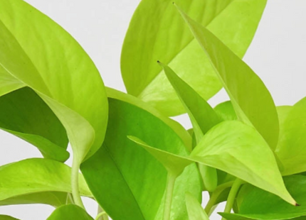 Pothos 'Neon'
