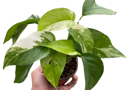 Pothos 'Albo Variegata'