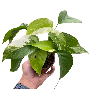 Pothos 'Albo Variegata'