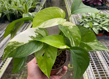 Pothos 'Albo Variegata'