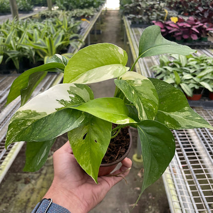 Pothos 'Albo Variegata'