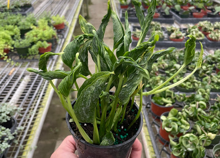 Pothos 'Shangri La'