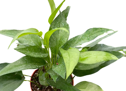 Pothos Skeleton Key