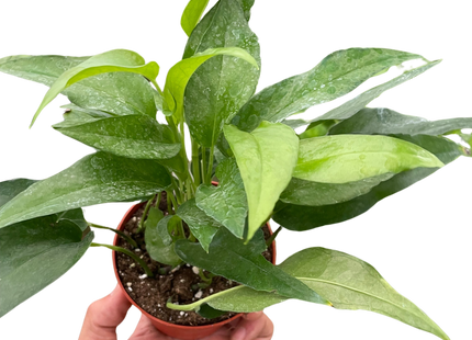 Pothos Skeleton Key