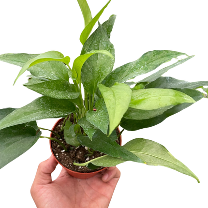 Pothos Skeleton Key