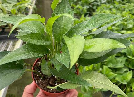 Pothos Skeleton Key